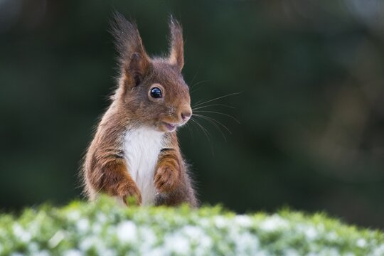 Eurasian red squirrel (Sciurus vulgaris), Emsland, Lower Saxony, Germany