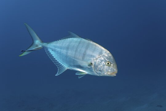 Blue trevally (Carangoides ferdau), Makadi Bay, Red Sea, Hurghada, Egypt