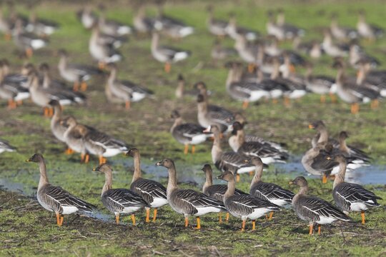 Bean Geese (Anser fabalis), flock of birds gathering on meadow, winter visitors, Emsland, Lower Saxony, Germany