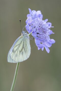 Green-veined White (Pieris napi) on Widow Flower (Knautia sp.), North Hesse, Hesse, Germany