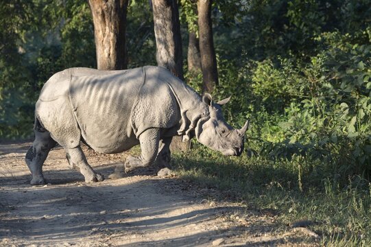 Indian rhinoceros (Rhinoceros unicornis) crossing forest road, Kaziranga National Park, Assam, India