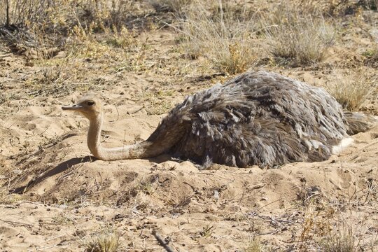 Ostrich or Common Ostrich (Struthio camelus), female, incubating eggs, Etosha National Park, Namibia