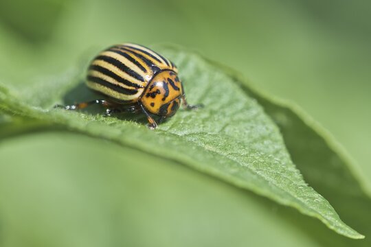 Colorado potato beetle (Leptinotarsa decemlineata), Emsland, Lower Saxony, Germany