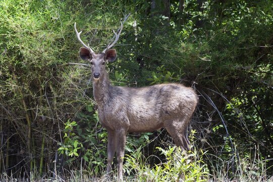 Sambar deer (Rusa unicolor), male in the forest, Bandhavgarh National Park, Madhya Pradesh, India