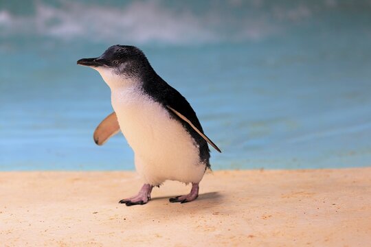 Little penguin (Eudyptula minor), adult, on beach, running, Kangaroo Island, South Australia, Australia