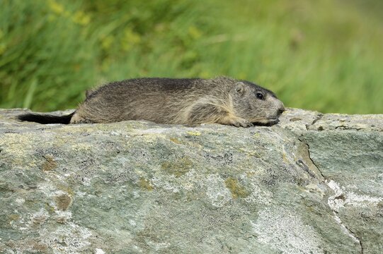 Young Alpine Marmot (Marmota marmota) basking on a rock slab, Grossglockner, Hohe Tauern National Park, Tyrol, Austria