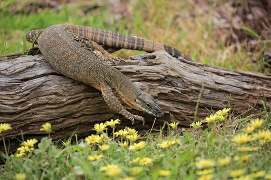 Rosenberg's monitor (Varanus rosenbergi), adult, foraging, Parndana, Kangaroo Island, South Australia, Australia