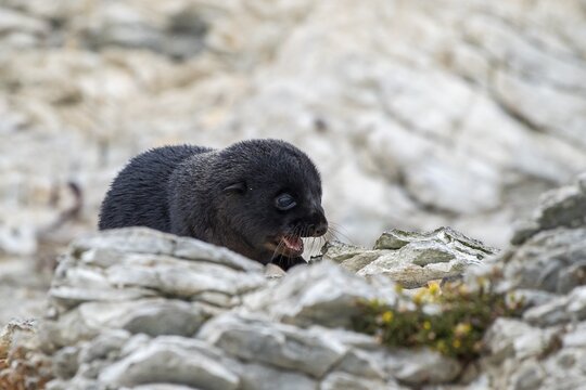 New Zealand fur seal (Arctocephalus forsteri), young animal on rock, Kaikoura, Canterbury, South Island, New Zealand