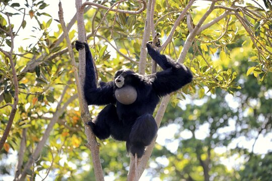 Siamang (Symphalangus syndactylus), adult, sitting in tree, calling, captive, Southeast Asia, Asia