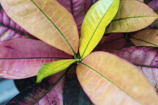 Colourful leaves of a shrub