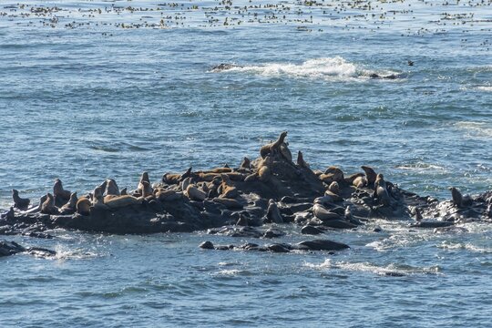 California sea lions (Zalophus californianus), colony rests on a rock in the sea, Simpson Reef Overlook, Cape Arago State Park, Oregon, USA