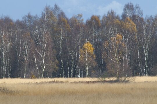 Birch (Betula pendula) and moor grass (Molinia caerulea), Tinner Dose, Haren, Emsland, Germany, Europe