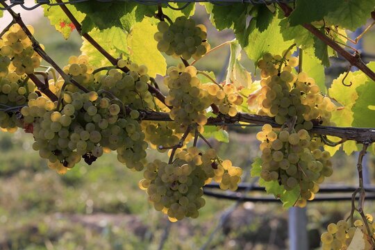 Grape vine (Vitis vinifera), Pinot Blanc, with grapes, in late summer, fruit, fruits, grapes, shortly in front of harvest, in front of the harvest, Ellerstadt, Rhineland-Palatinate, Germany