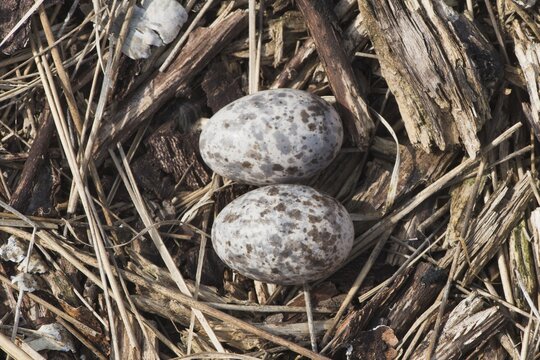 (Caprimulgus europaeus), clutch with two eggs, Emsland, Lower Saxony, Germany