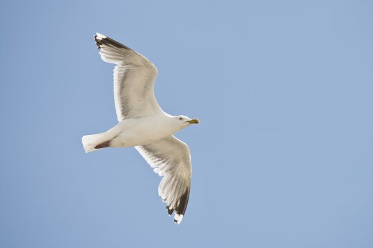 European herring gull (Larus argentatus), flying, Langeoog, Lower Saxony, Germany