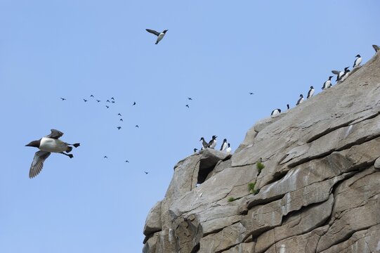 Thick-billed Murres (Uria lomvia) perched on cliffs, Chukotka, Russia