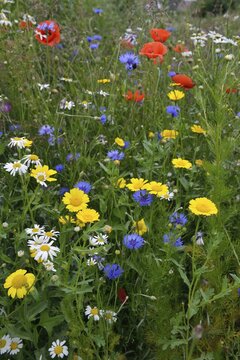Flower meadow with Cornflowers (Centaurea cyanus), Corn Marigold (Chrysanthemum segetum), Sea Mayweed (Tripleurospermum maritimum ssp.inodorum) and Corn Poppies (Papaver rhoeas), Emsland, Lower Saxony, Germany