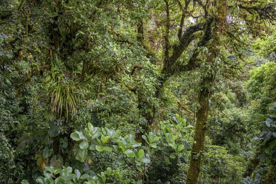 Rainforest in Selvatura Park seen from a suspension bridge, Monteverde, Guanacaste Province, Costa Rica