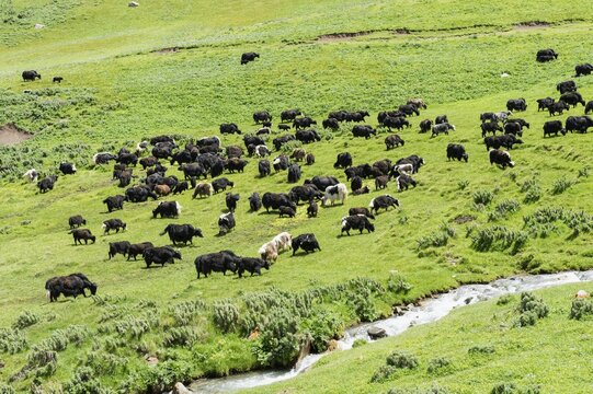 Yak herd (Bos mutus), Song Kol Lake, Naryn province, Kyrgyzstan