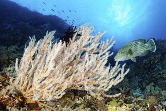 Reef waste with Menella coral (Menella sp.) and Humphead Wrasse (Cheilinus undulatus), juvenile, Pacific, Sulu Lake, Tubbataha Reef National Marine Park, Palawan Province, Philippines