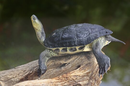 Chinese stripe-necked turtle (Ocadia sinensis), adult, resting, captive, China