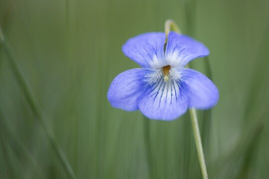 Heath dog-violet (Viola canina), Emsland, Lower Saxony, Germany