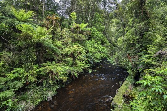 Creek flowing through forest with Tree fern (Cyatheales), Waipohatu Falls Track, Catlins, South Island, New Zealand