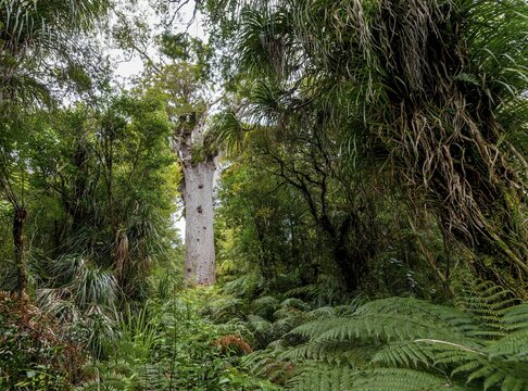 Oldest Kauri tree, Tāne Mahuta, Lord of the forest or god of the forest, dense rainforest, Waipoua forest, Northland, North Island, New Zealand