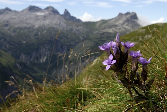Chiltern Gentian (Gentianella germanica) with Allgaeu Alps in background, Holzgau, Lech Valley, Tirol, Austria, Europe