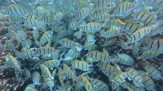 Close-up of a school of convict surgeonfish (Acanthurus triostegus) swimming together over a coral reef in the Maldives. Dense group of striped fish captured during snorkeling.