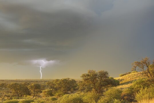 Grass-grown sand dune and Camelthorn trees (Acacia erioloba) in the Kalahari Desert, February, rainy season with thunderstorm and lightning, Kgalagadi Transfrontier Park, South Africa