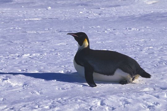 Adult Emperor penguin (Aptenodytes forsteri) sliding on ice floe, Atka Bay, Weddell Sea, Antarctica