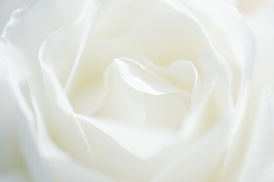 Rose flower (Rosa), detail