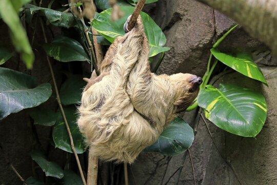 Two-fingered sloth (Choloepus didactylus), adult, hanging in tree, resting, captive, Germany