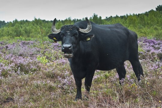 Water buffalo (Bubalus arnee) as a landscape keeper, Emsland, Lower Saxony, Germany