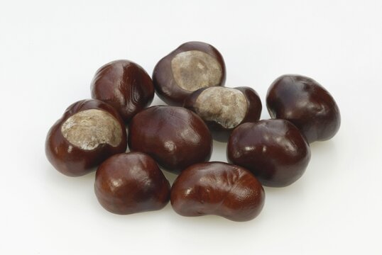 Horse Chestnut fruits / (Aesculus hippocastanum)
