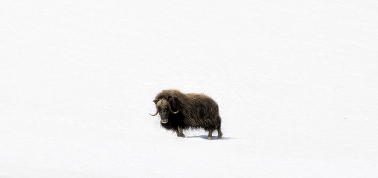 Musk ox (Ovibos moschatus) in the snow, Dovrefjell Sunndalsfjella National Park, Norway