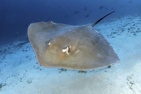 Pink whipray (Himantura fai) floats over sandy bottom, Great Barrier Reef, Unesco World Heritage Site, Coral Sea, Pacific Ocean, Australia