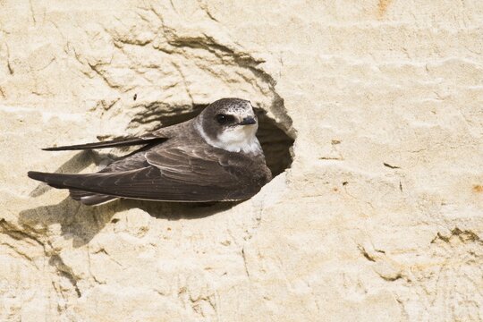 Sand Martin (Riparia riparia), digs nesting cave, Emsland, Lower Saxony, Germany