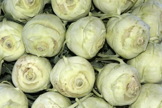 Kohlrabi (Brassica oleracea var. gongylodes)