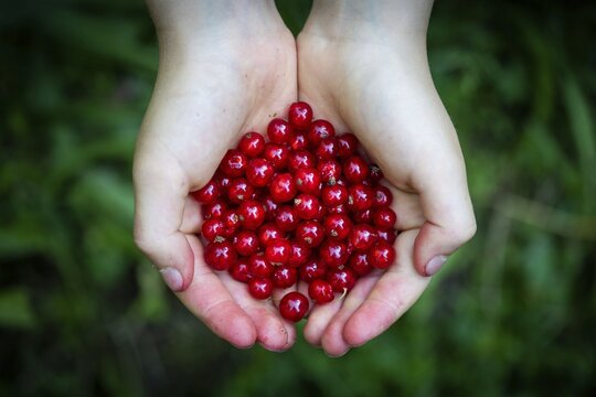 Holding children's hands Redcurrant or (Ribes rubrum), Stuttgart, Baden-W&uuml;rttemberg, Germany