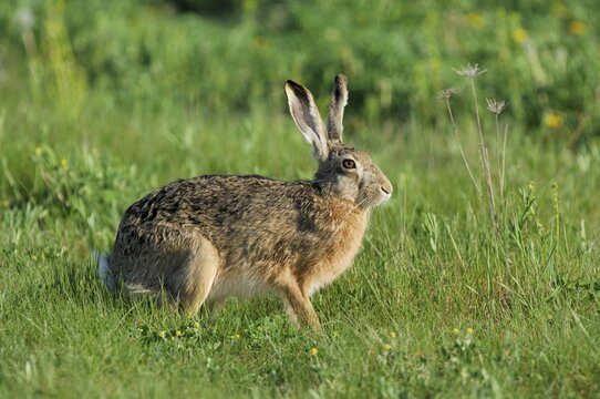 European hare (Lepus europaeus)