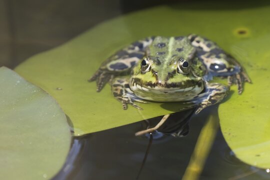 Green frog (Rana esculenta) on Water lily pad (Nymphaea), Hesse, Germany