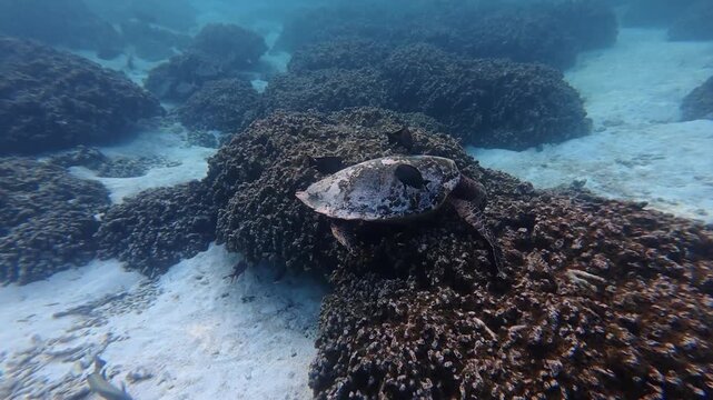 Hawksbill sea turtle feeding on a reef while small fish clean its shell in the Maldives. Natural symbiotic marine behavior.
