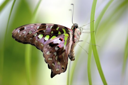 Tailed Jay (Graphium agamemnon) on a grass stalk