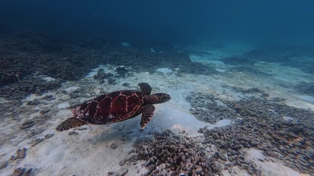 Hawksbill sea turtle swimming in warm tropical waters near Thoddoo Island in the Maldives. Calm underwater wildlife scene.