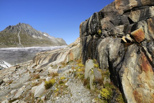 Great Aletsch Glacier, Mt. Olmenhorn in the back, UNESCO World Heritage Site Swiss Alps Jungfrau-Aletsch, Goms, Valais, Switzerland, Europe