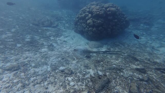 Underwater shot of a majestic cowtail stingray resting and camouflaged on the sandy sea floor in the Maldives, Thoddoo Island.