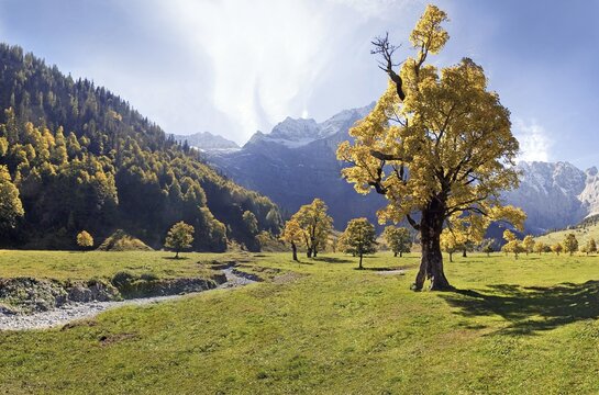 Glowing autumnal maple tree, snow-covered mountains, creek bed, Grosser Ahornboden, Karwendel, Austria, Europe