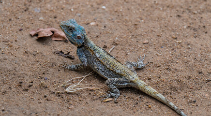 Obraz premium Acanthocercus atricollis, die Schwarzhalsagame oder Südliche Baumagame Echse im Krüger National Park - Kruger Nationalpark Südafrika